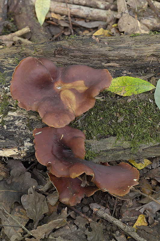 Polyporus badius